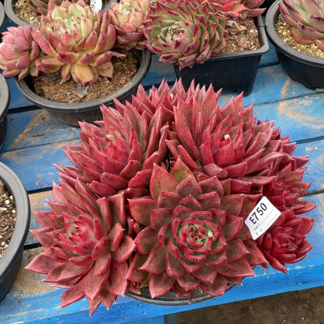 无花朵若如东云组拍E750