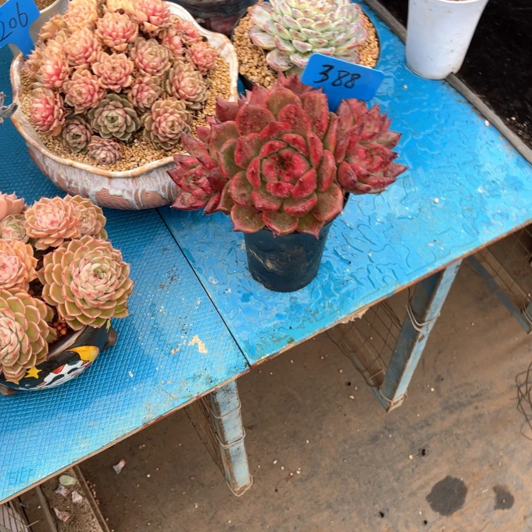 吕*金388超级弗兰克多肉