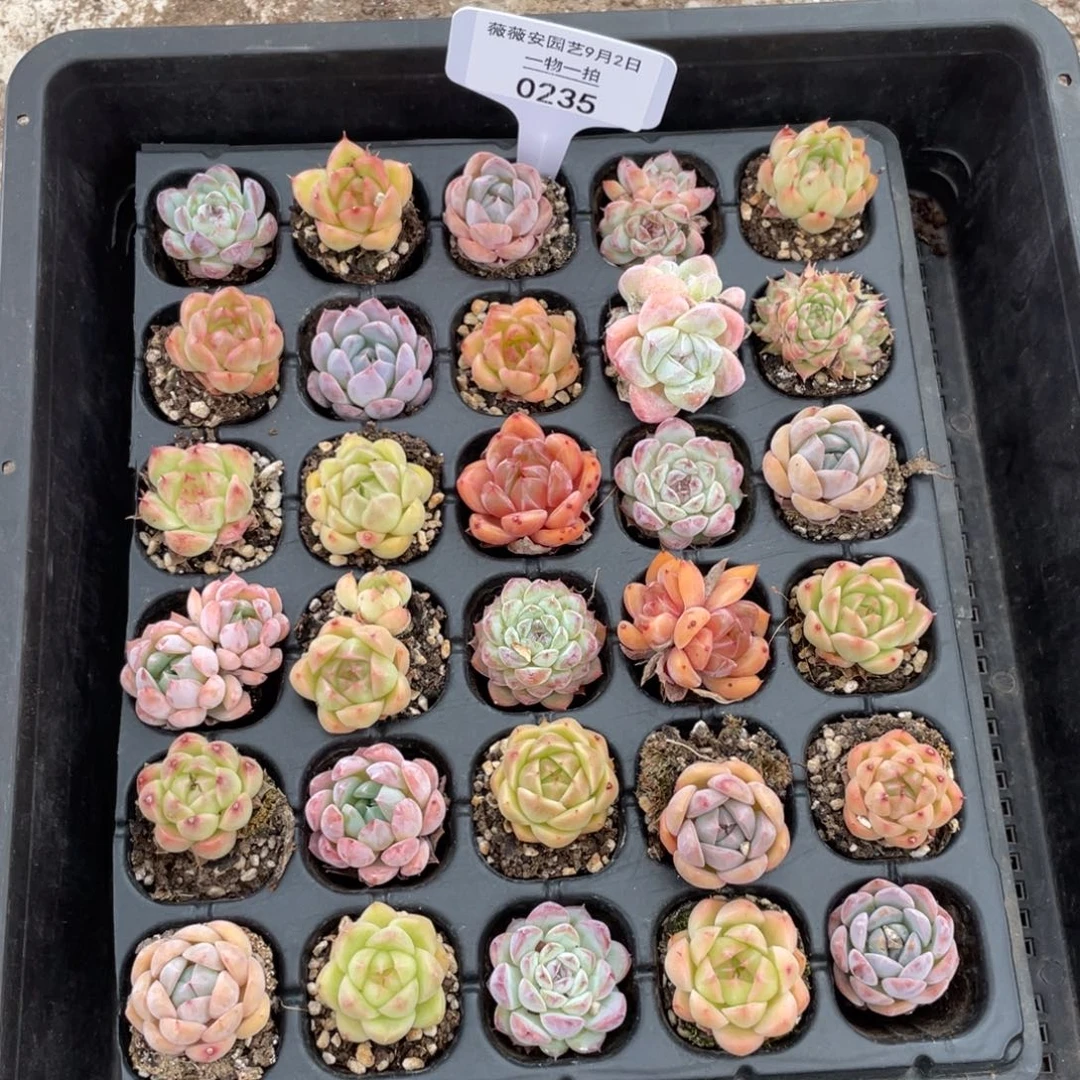 薇薇安园艺多肉0235