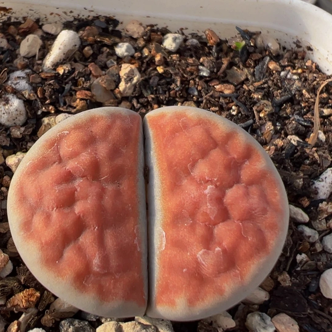 114多肉都百科知识