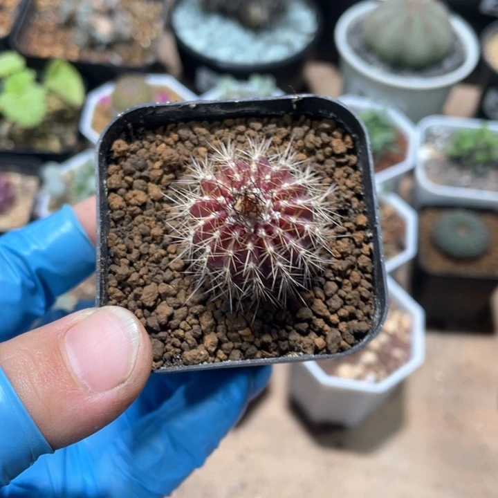 391实生紫皮尤伯球