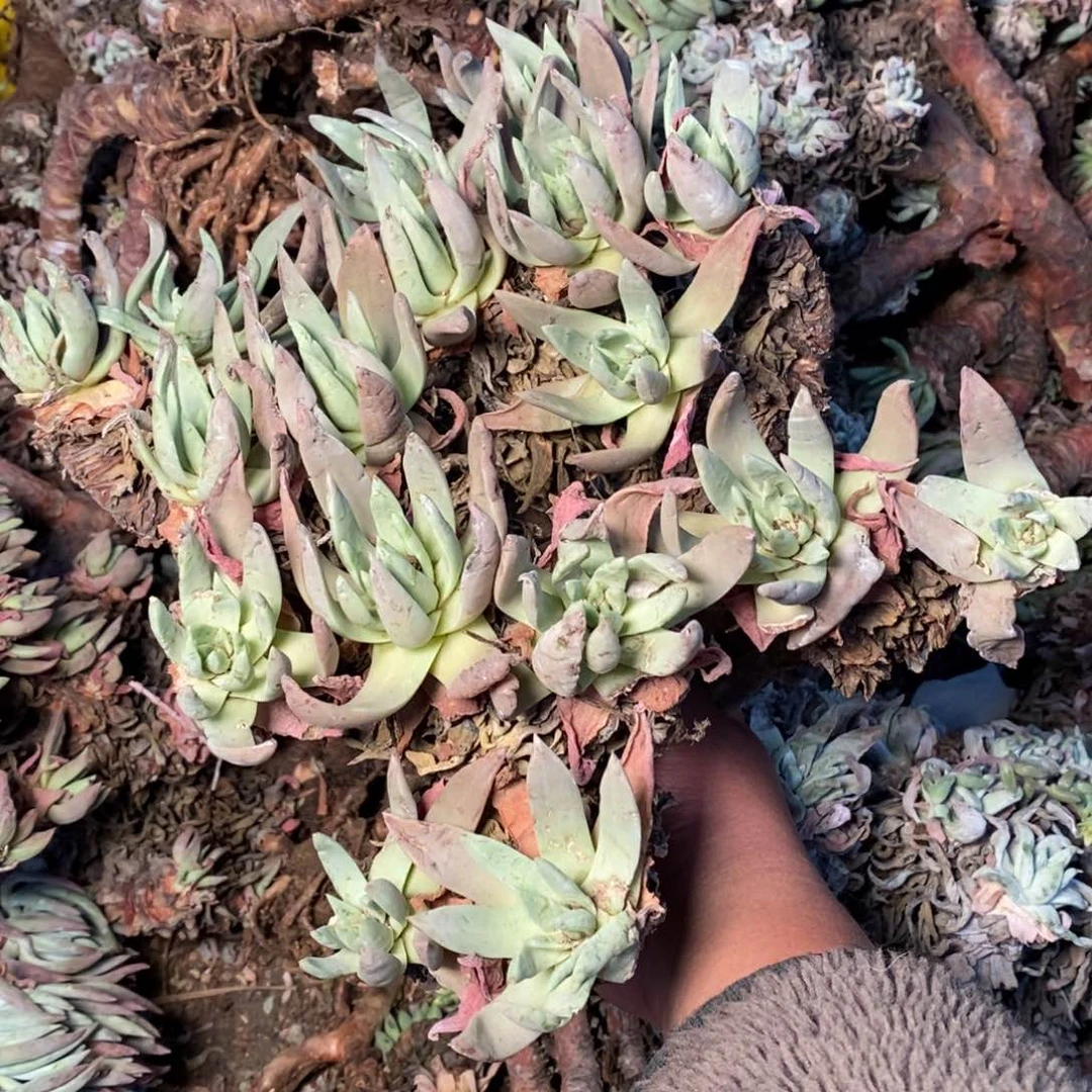 1277哈哈哈哈哈哈哈哈