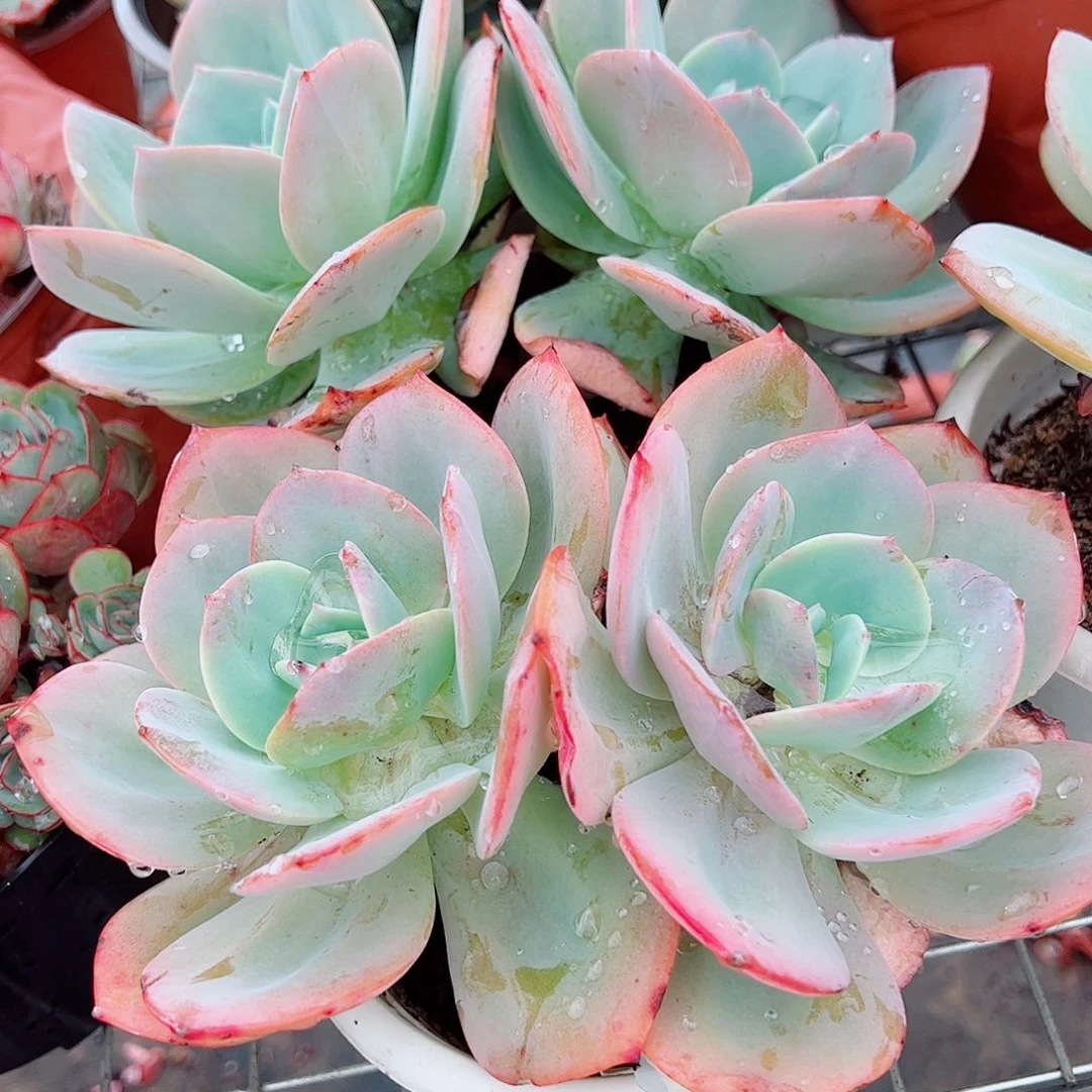 白凤双头起发精品特价