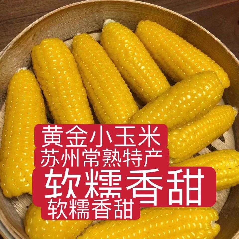 东坊甄选中通 常熟董浜特产 黄金小玉米新鲜农家现摘网红早餐甜香