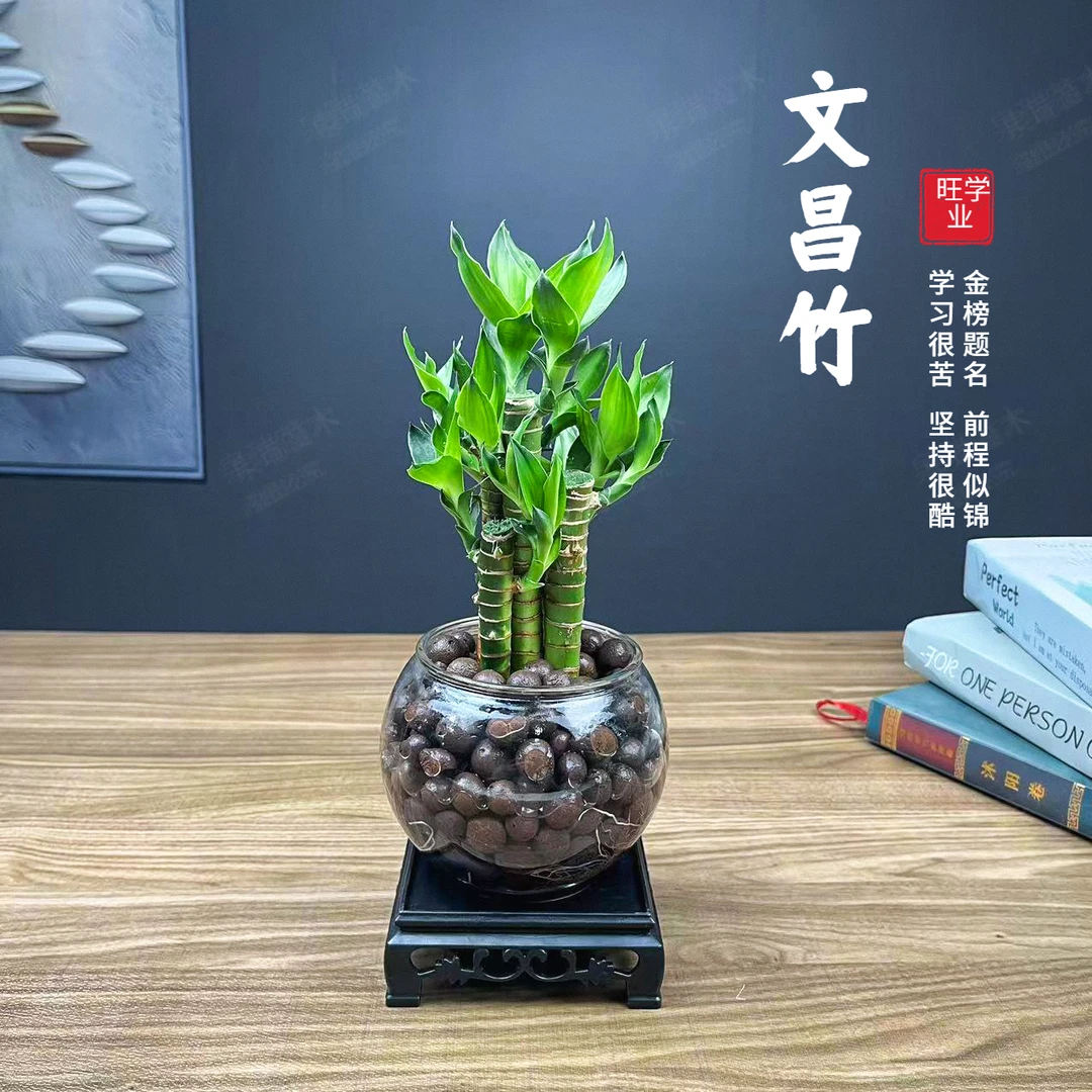 文昌竹富贵竹水培绿植水生步步高升转运竹子水培花卉水培植物