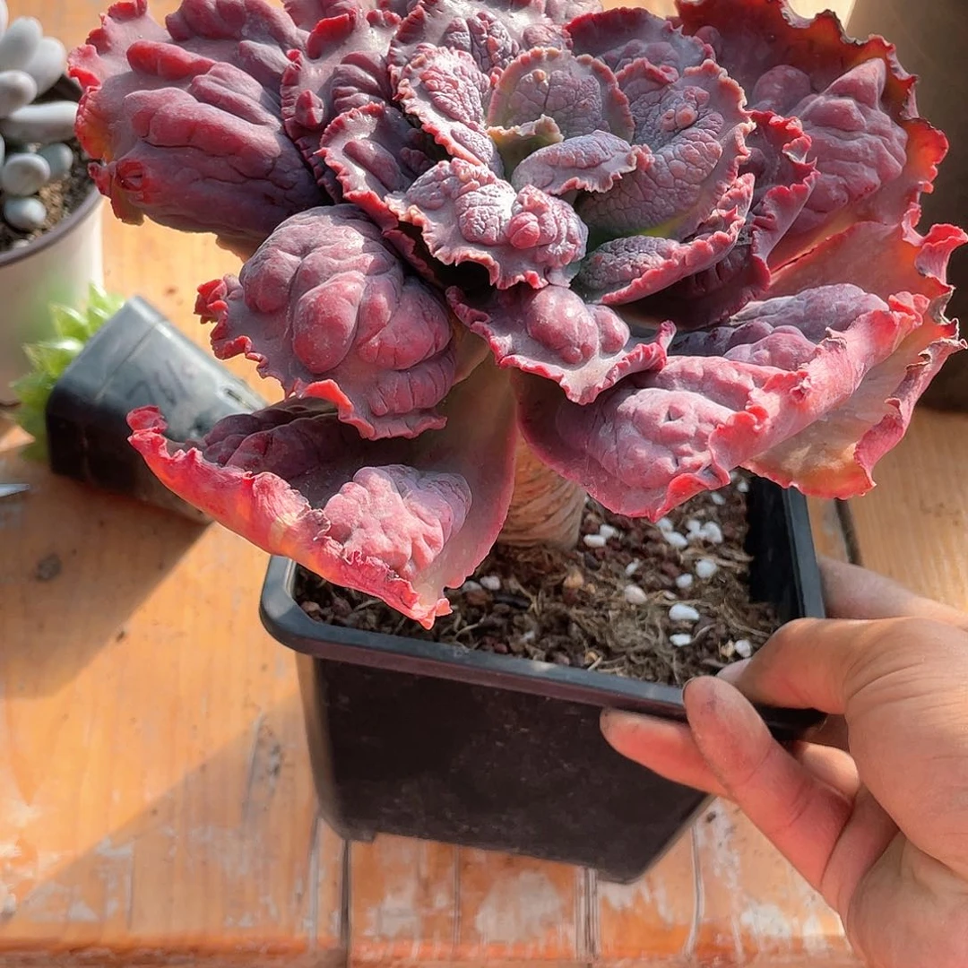 独**乐男爵大佬桩带盆发货