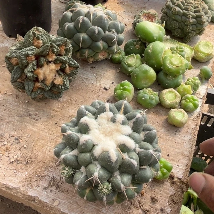 无刺象牙落地仙人球