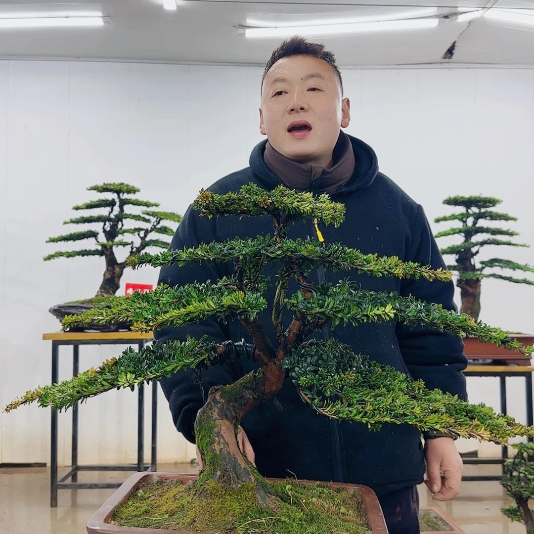 用****9盆景制作过程非常