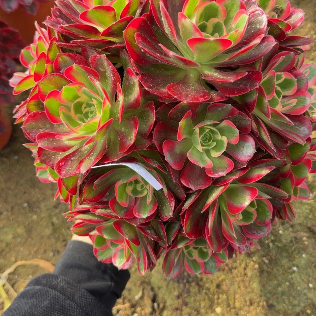 210妖月。多肉植物