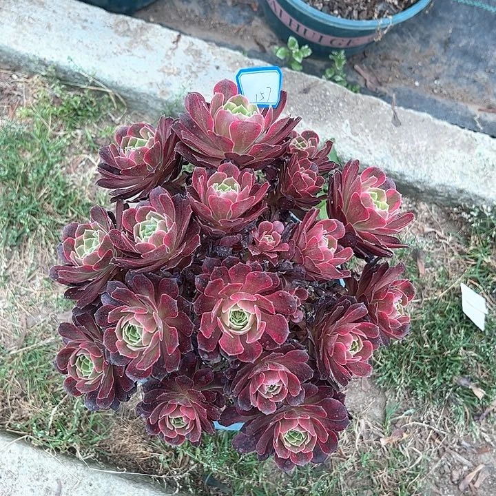 157安娜多肉植物