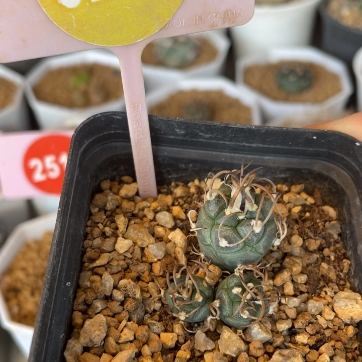 实生娇丽仙人球有疤0200