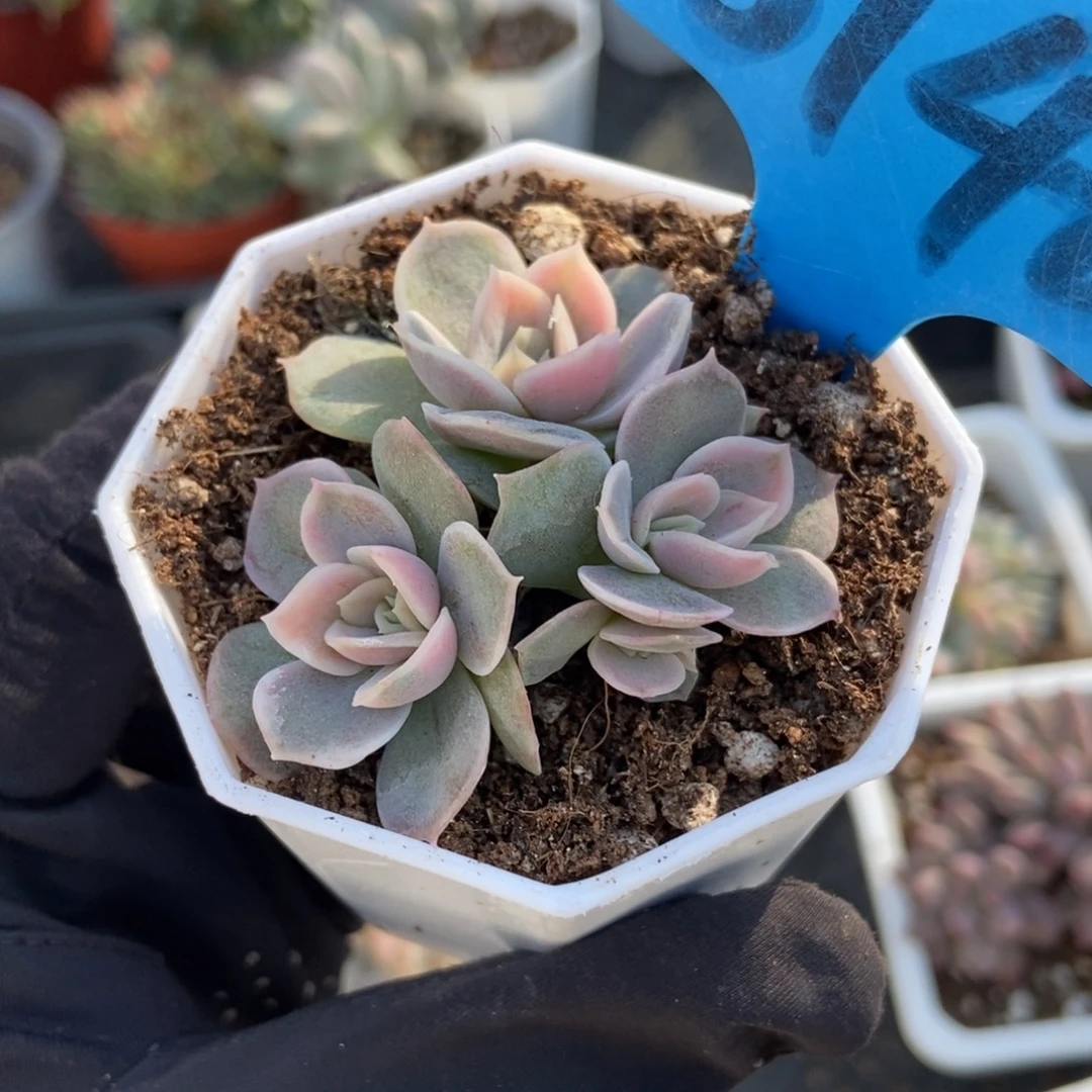 6148蓝色惊喜锦多肉植物