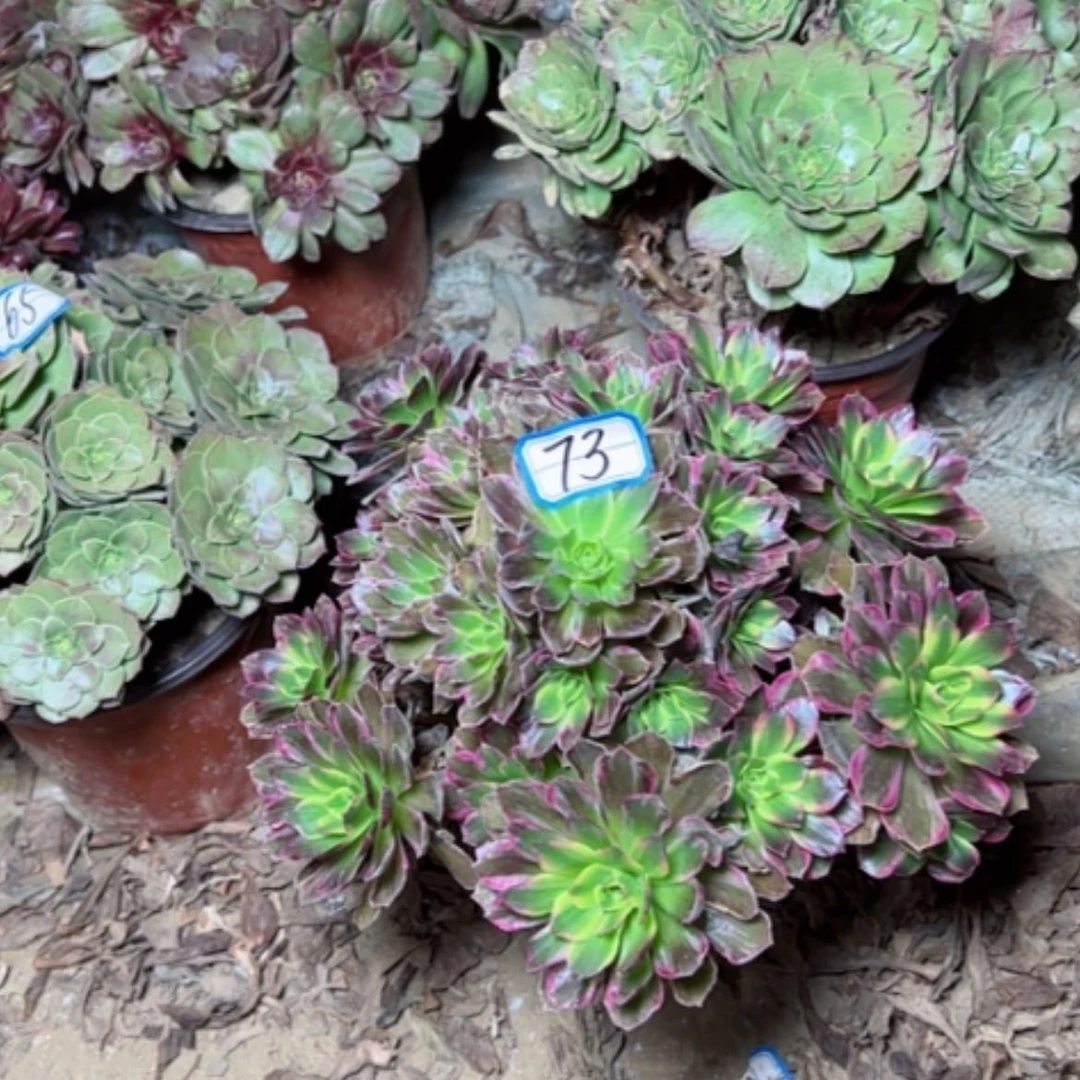 【闪购商品】安娜73