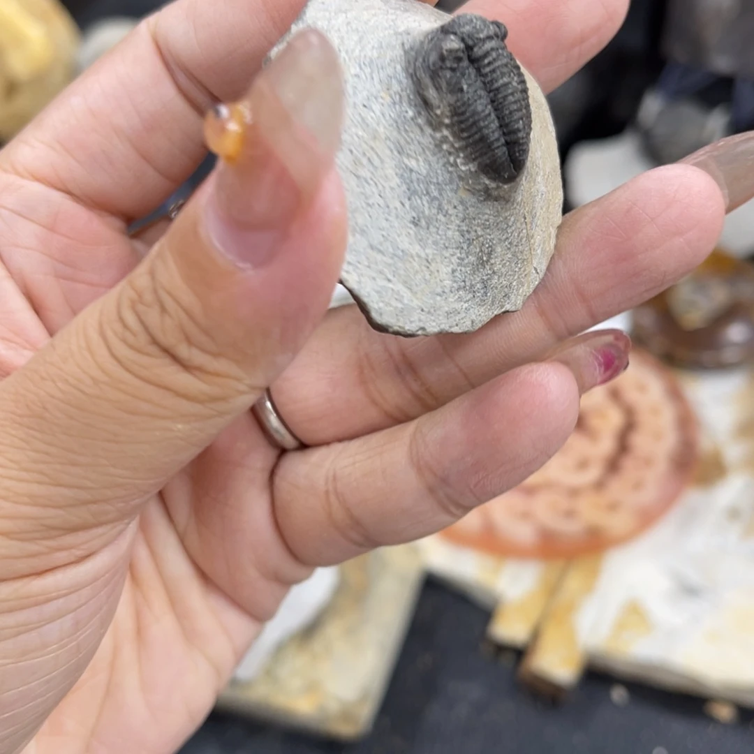 辽西古生物研究学会会长及