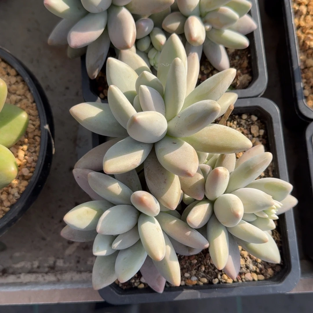 企鹅 群生 一物一拍