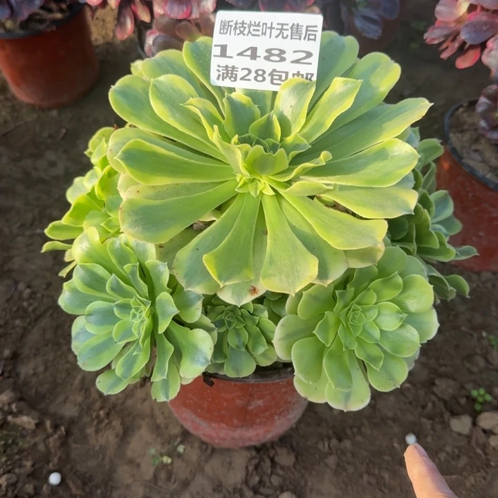 1482二号棚绿豆沙C