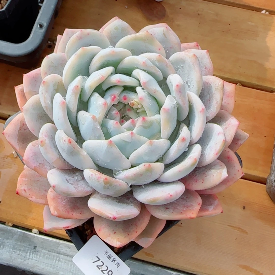 橙子锦，7229多肉植物