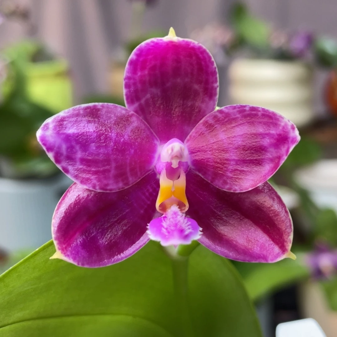 完全开放77777777