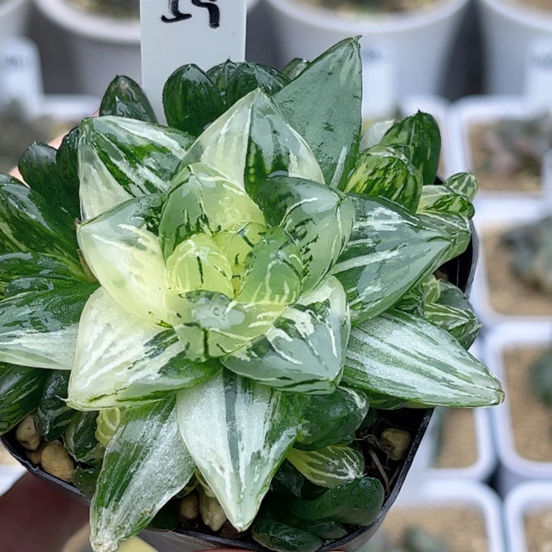 59花火玉露锦带仔福利专场