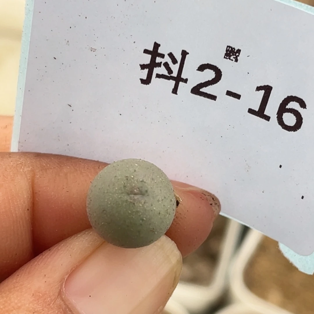 2-16大g苗多肉植物