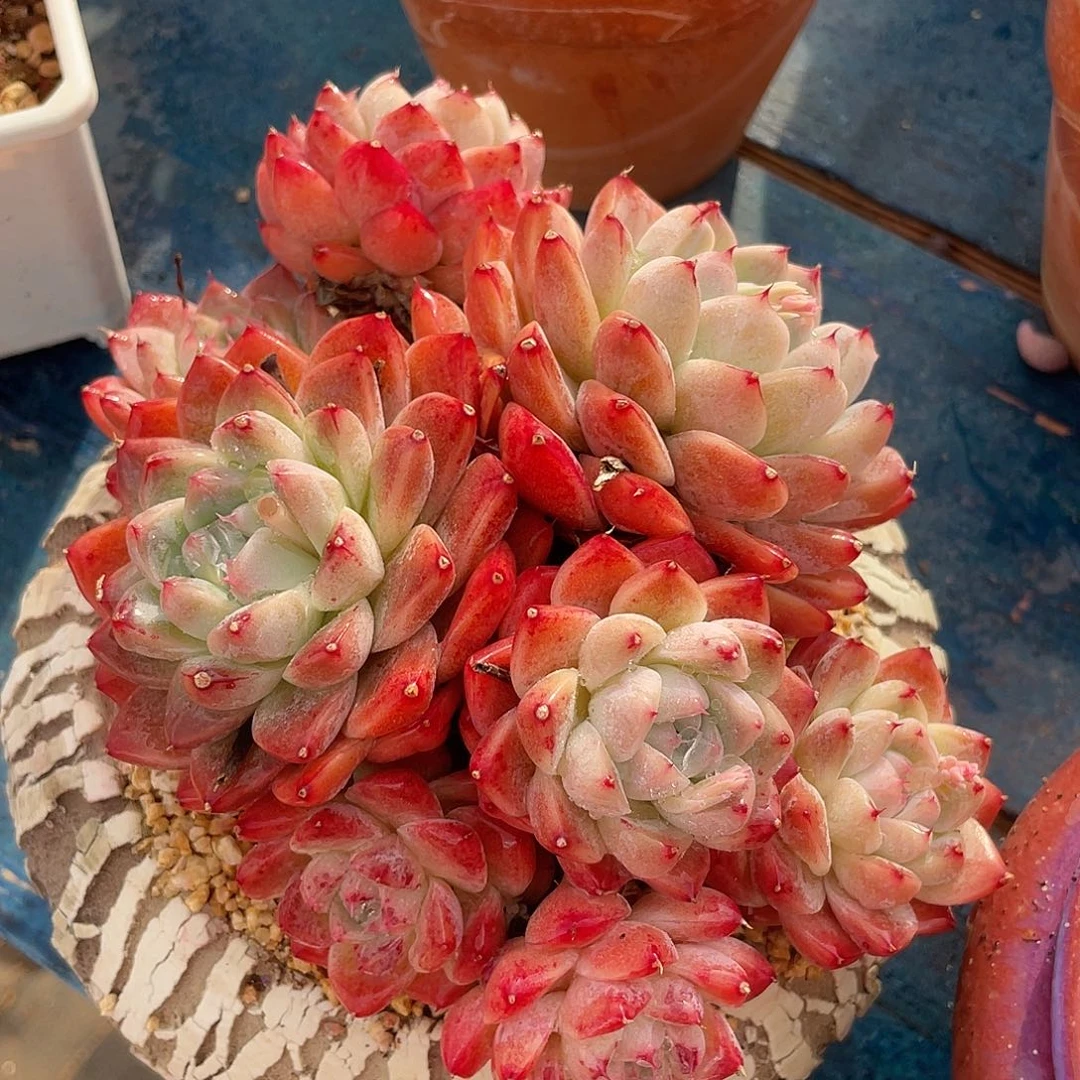 阿尔巴佳人群生多肉