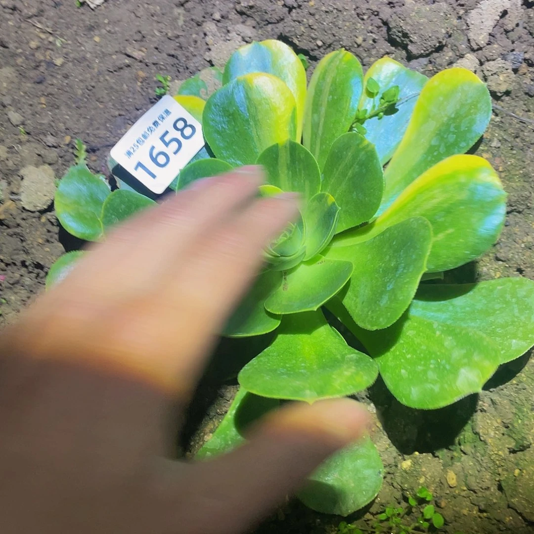 1658香绿盘黄花脸多肉植物