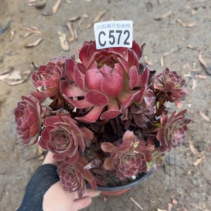 黑寡妇……多肉植物……