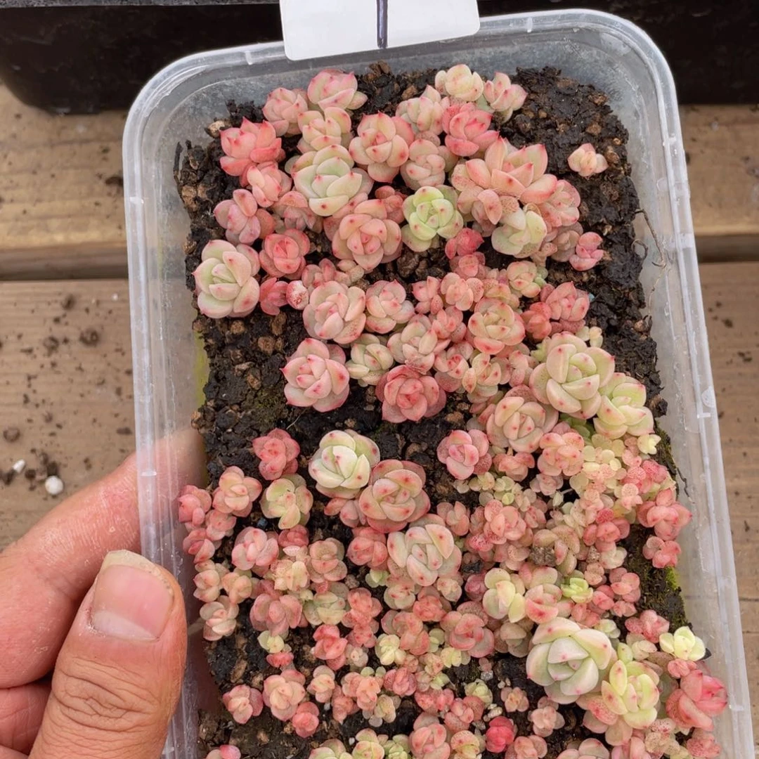 若**天多肉植物多肉植物1