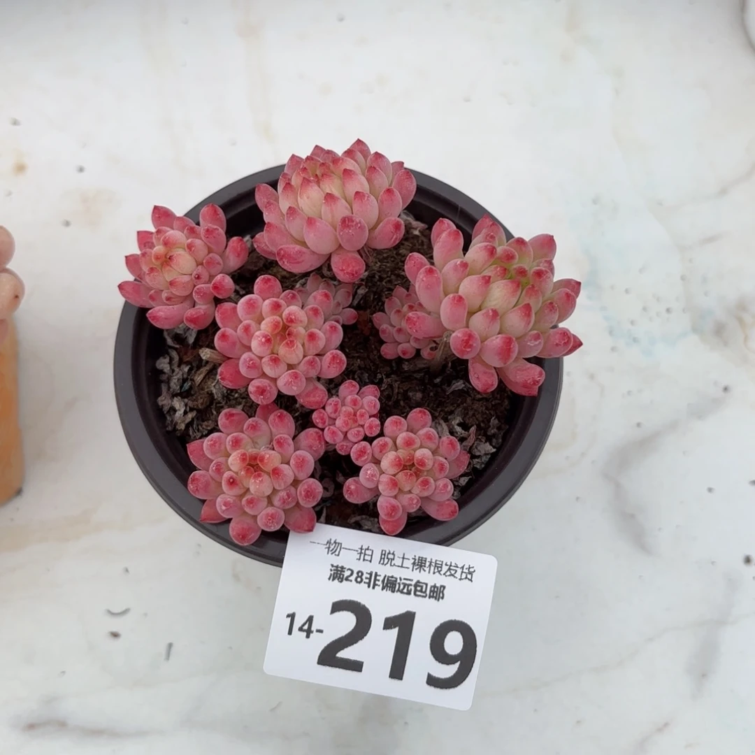 烟花老桩多肉多肉多肉