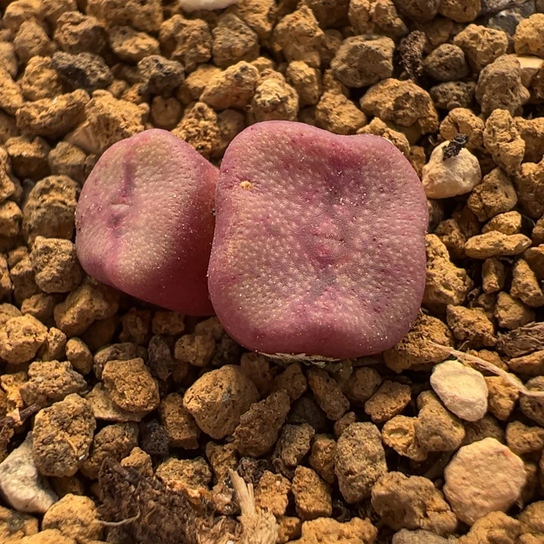 175多肉植物种类多样