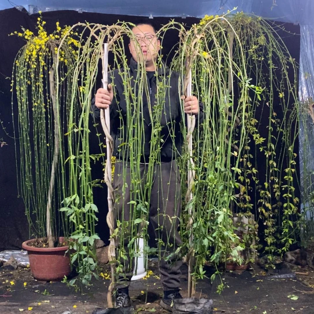 探春花，两颗，包邮