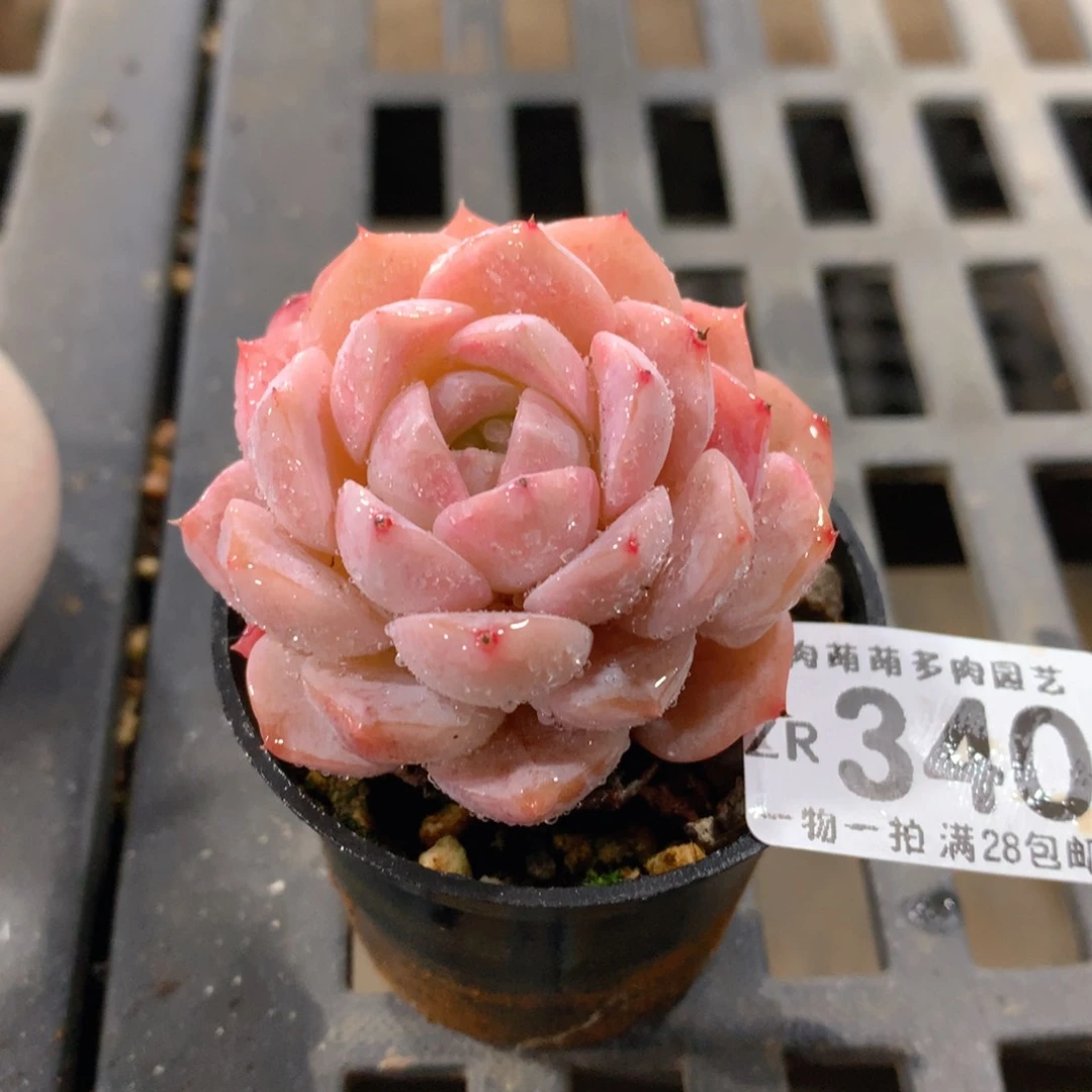 肉萌萌拇指盆精控多肉ZR340