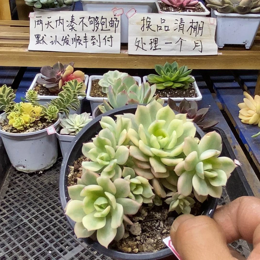 29171 红化妆覆轮锦自然群