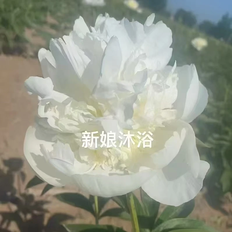 精品芍药苗【新娘沐浴】