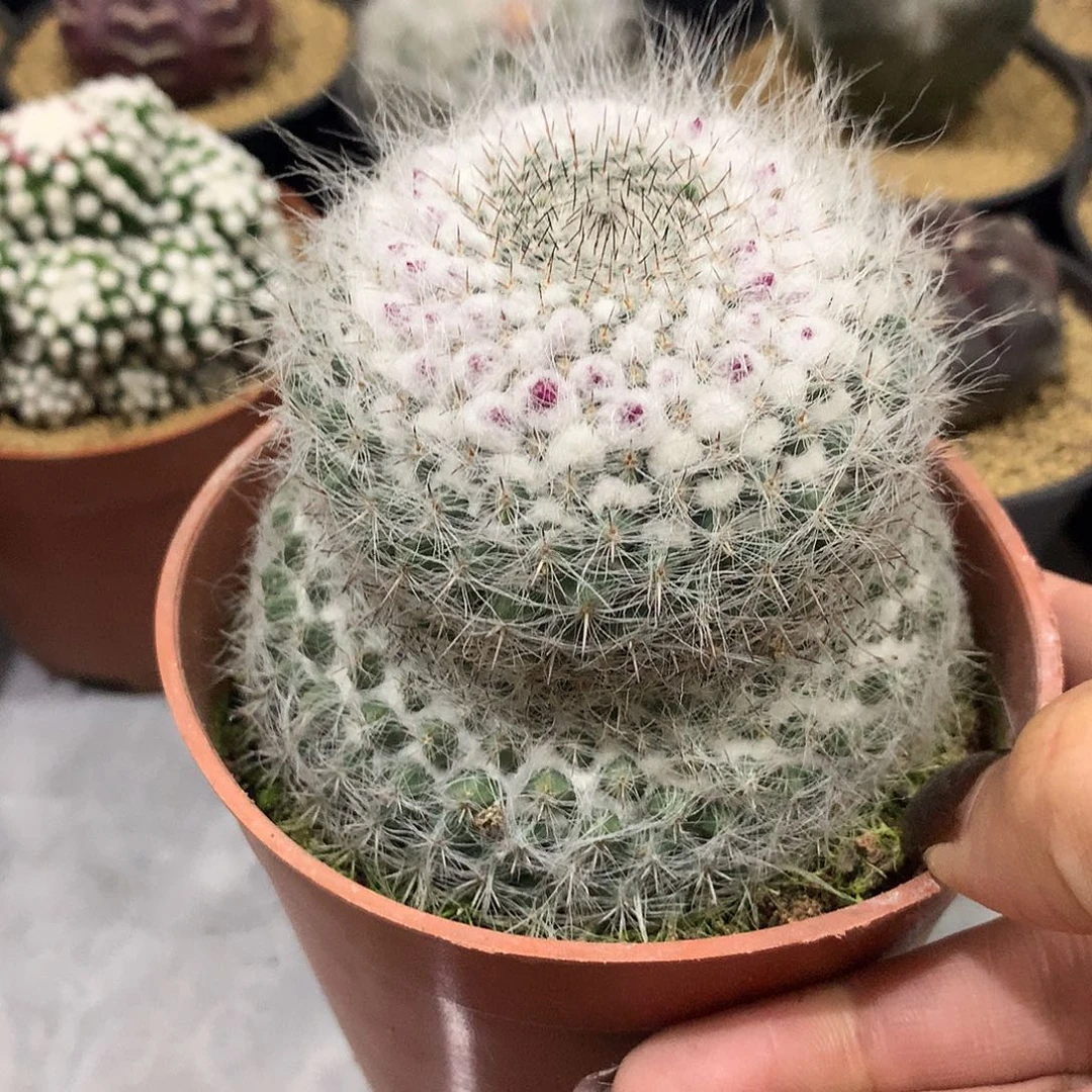 实生根长毛玉翁葫芦形