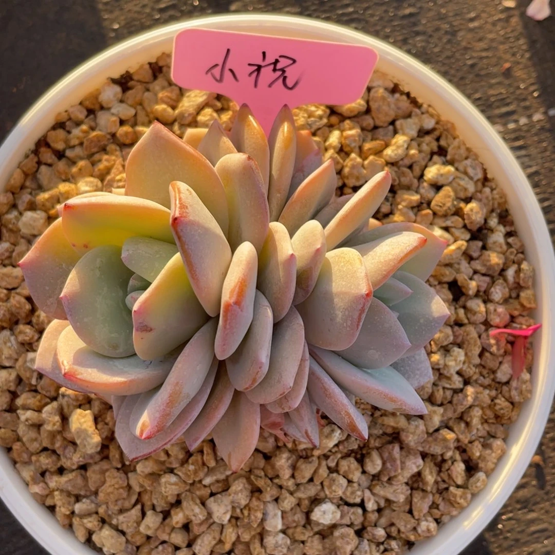 ?*祝姐姐我在挑战我行走第