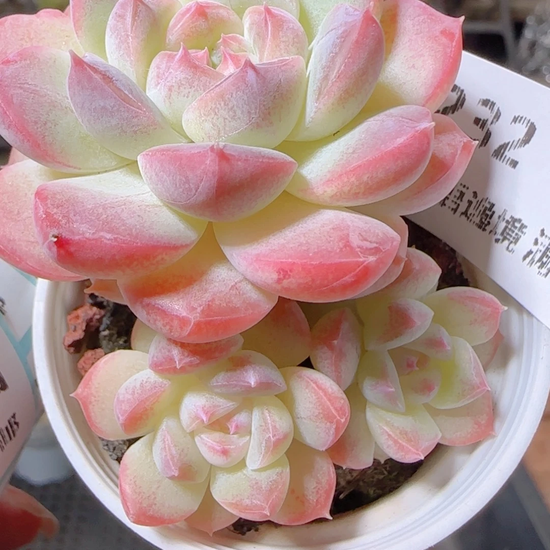 花语逸镜1101-232白桃