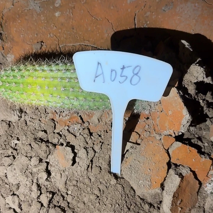 紫*兰A058,时光一颗瑕疵