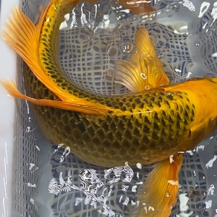 锦鲤无开箱视频无不售后