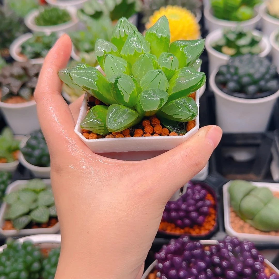 冰城寿，原盆，多肉