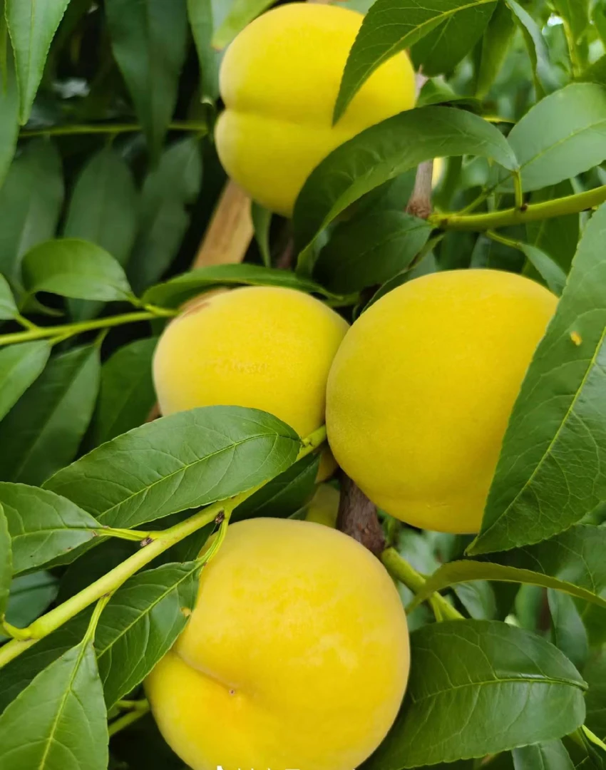 【大果】蒙阴黄金桃现摘现发新鲜应季酸甜口两吃黄桃罐头 顺丰包邮