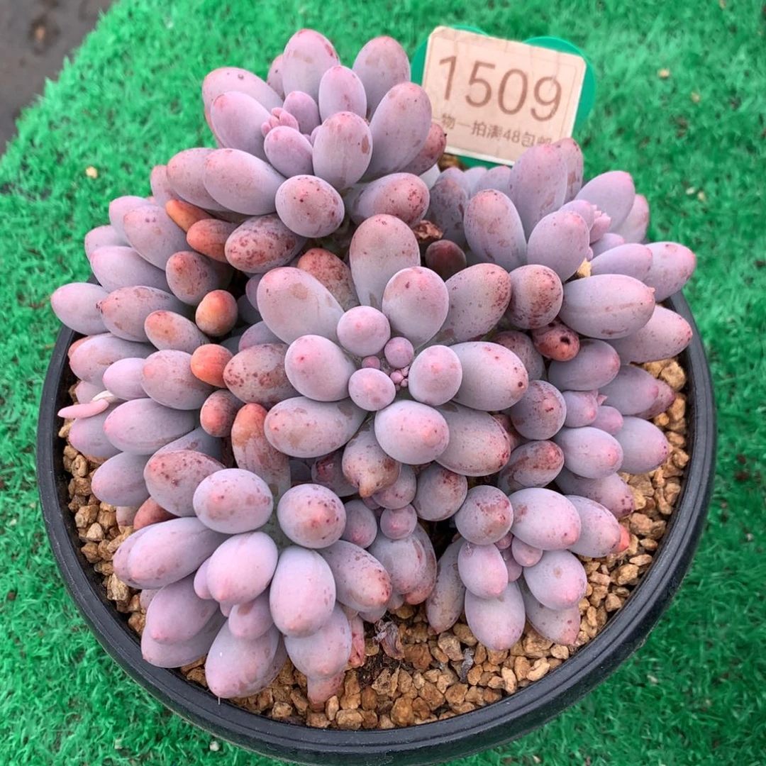 大叶汤圆无砍捧花1509
