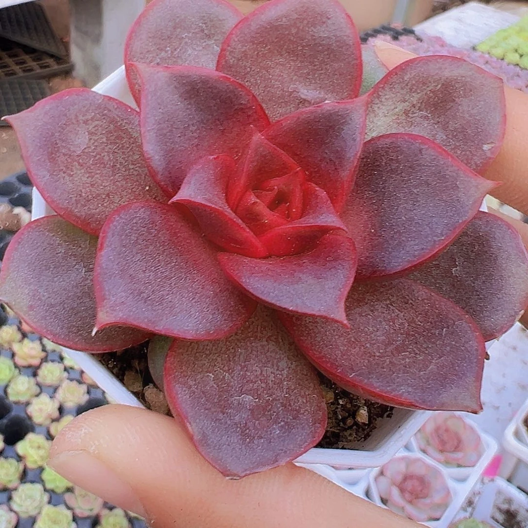 红玫瑰19包邮多肉植物