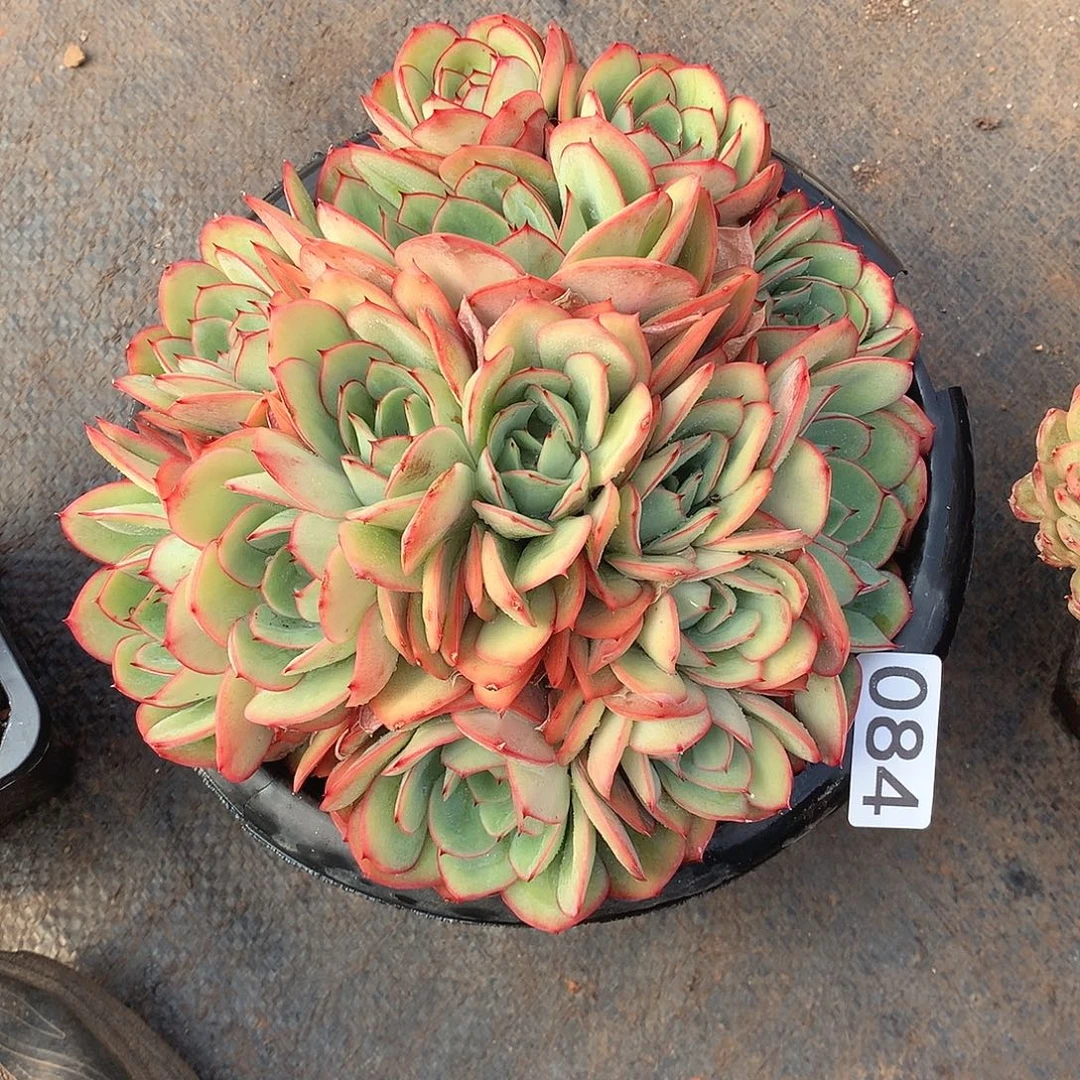 084牡丹亭 一物一拍多肉