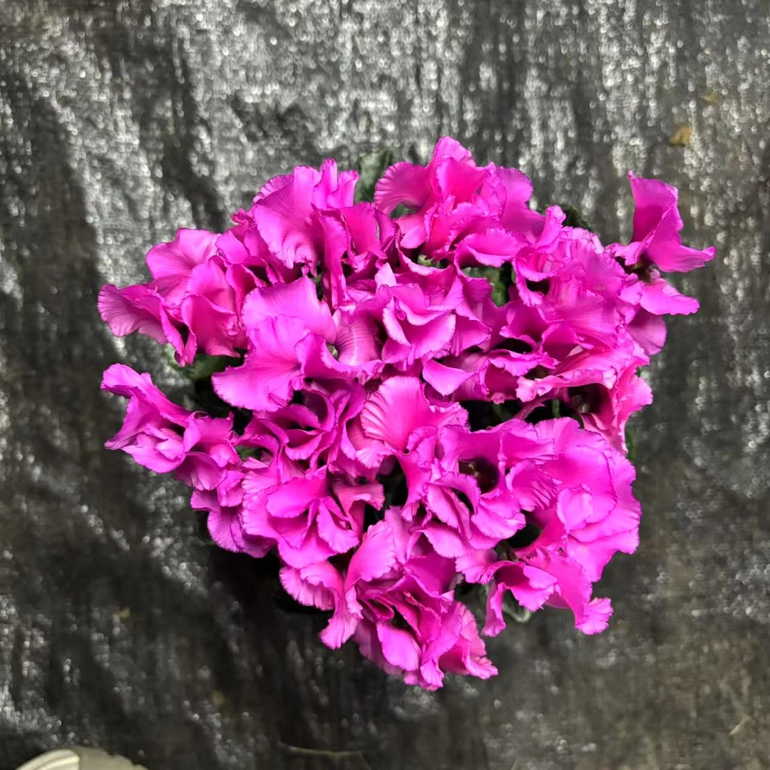 【花开啦】（流光粉）超仙！F1代仙客爆花仙客来室内阳台桌面花卉