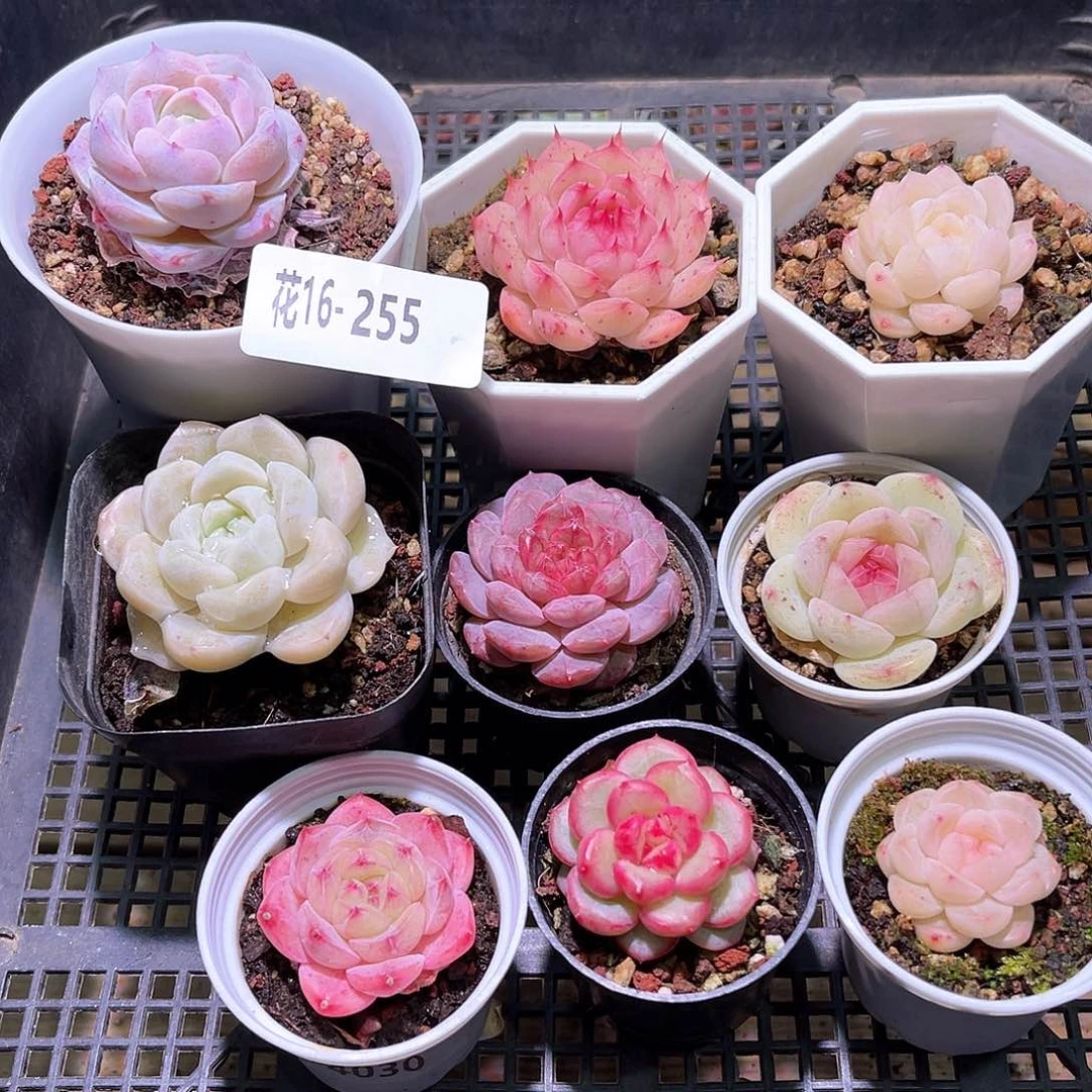 花16-255框拍多肉9颗