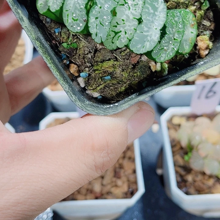 玄武玉扇新手好养