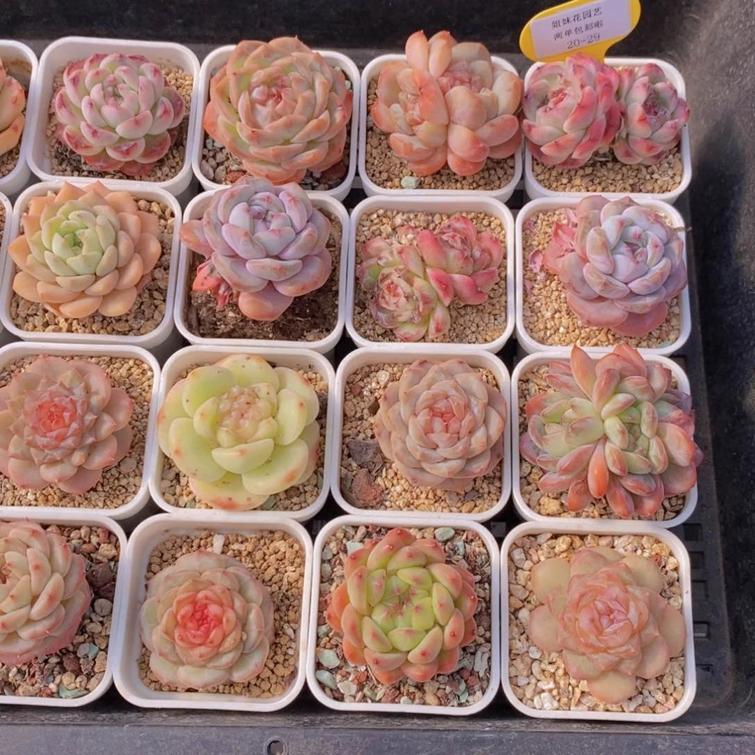 20-29-贵货孤品美肉捡漏四个