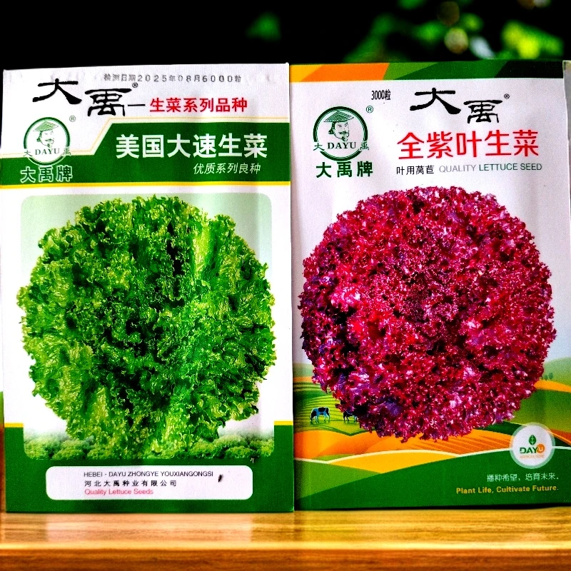 大速生菜种子拍一发二