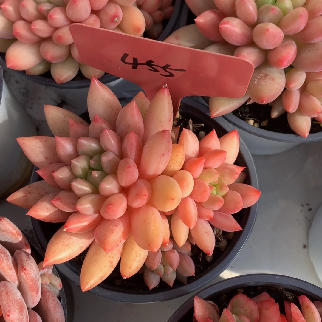 三头岩字626273733737